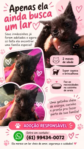 Gatinha para adoção 