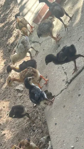 Pintinhos caipira