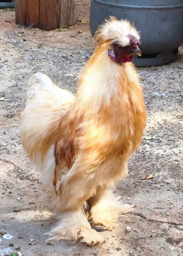Sedosa do Japão 