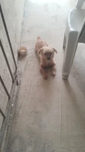 Doação de Shitzu super obediente