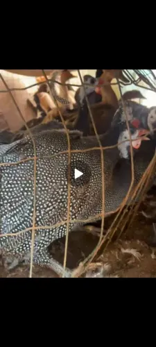 Galinha dá angola gigante francesa