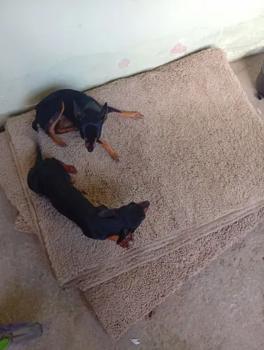 venda de cachorro Pincher 