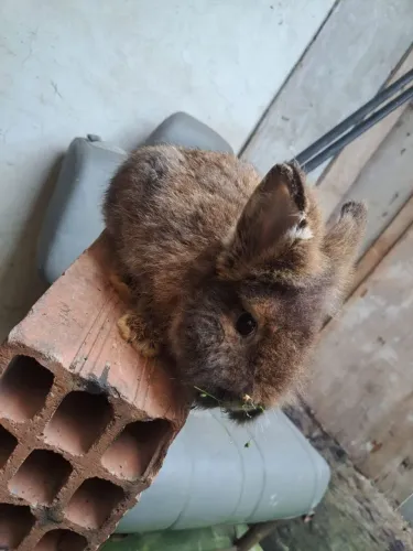 Coelhos 