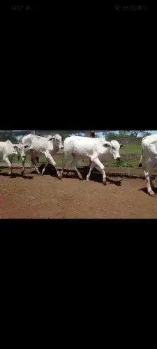 Bezerros 