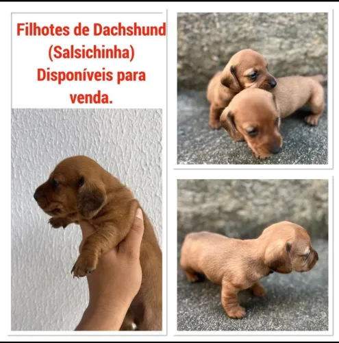 Filhotes salsichinha
