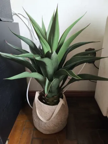 Vaso decorativo