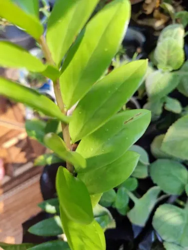 MUDAs de ZAMIOCULCA / Planta da fortuna