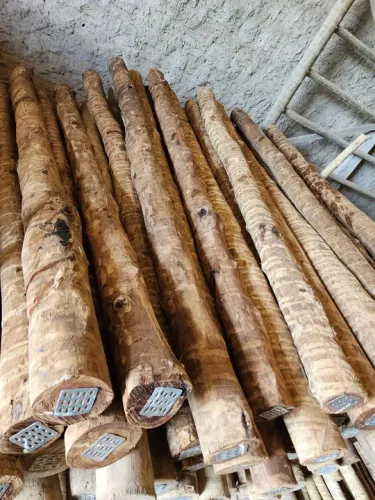 Estacas de eucalipto tratado