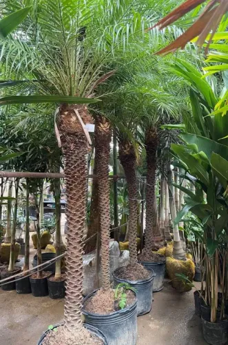 Palmeiras fenix 2 Metros de tronco e 3 mts de altura no total