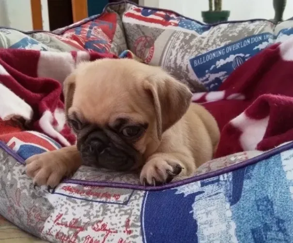 Pug machinho com 58 dias na cor abricot vacinado e com pedigree - Alberto