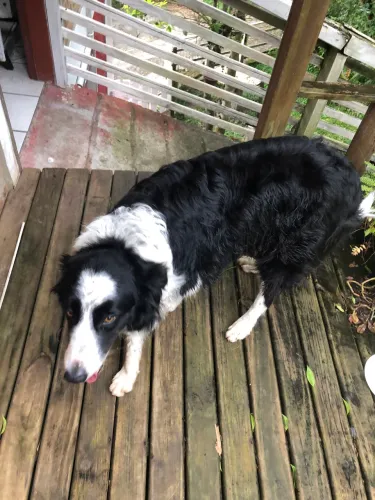 Border collie perdido no Canto da Lagoa