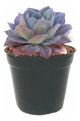  Mini Vaso Pote 7 - 150ml Plástico N7 Preto Muda