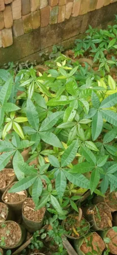 Vendo mudas de castanha do Maranhão.
