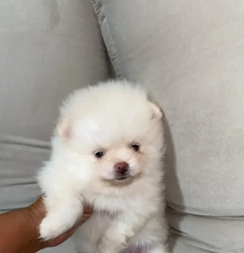 Lulu da pomerania 