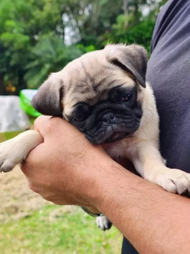 Pug filhote fêmea mini lindíssima em Sorocaba- Pelúcia de Patas!
