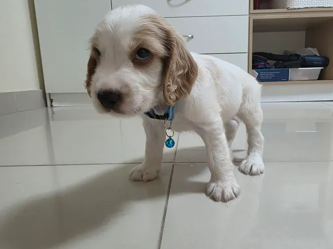 COCKER FILHOTINHO 100% PURO