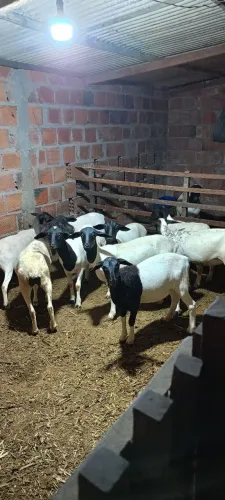 Borregas mestiça de dorp disponível