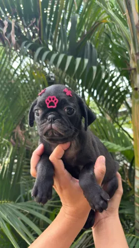 PUG FÊMEA 