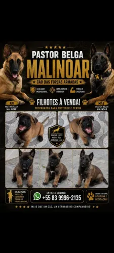 Pastor Belga Malinoar com 50 dias
