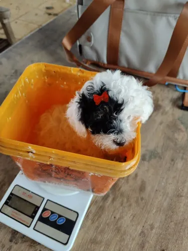 Poodle toy