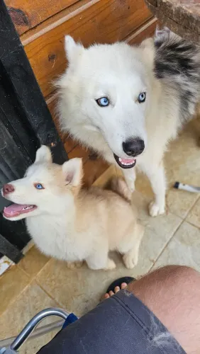 Husky siberiano