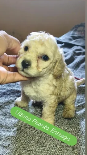 Poodle toy Pronta Entrega