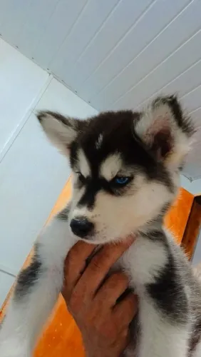 Cachorro