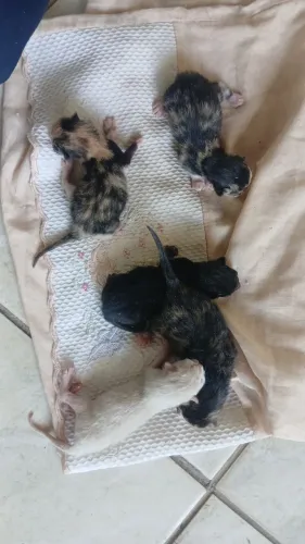 Lindos gatos para adoção recém nascido (Reservar)