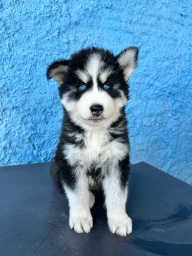 Husky siberiano wooly