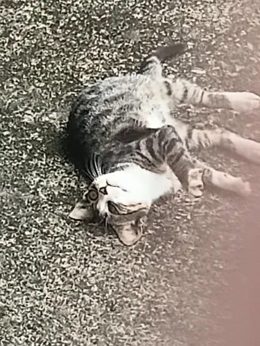 Doação de gatinha
