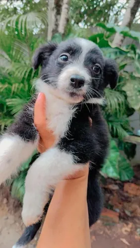 Filhote border collie, Seus melhores momentos estão prestes a começar!
