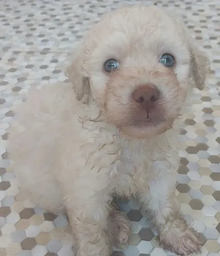 Poodle
