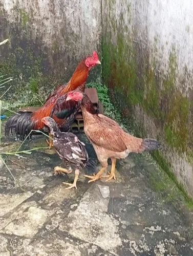 Galo, galinha e franguinho de Raça
