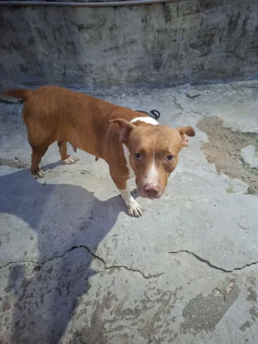 Doação de 1 Pitbull motivo viagem