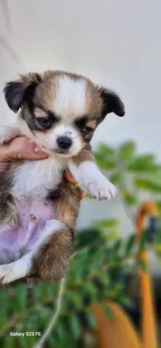 Machinho pelo longo
