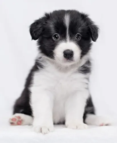 Border Collie Afeto que se desenvolve na convivência diária