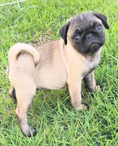 Pug totalmente no padrão 
