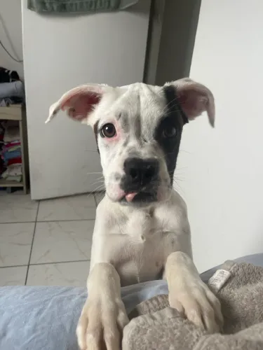Doação de boxer,4 meses