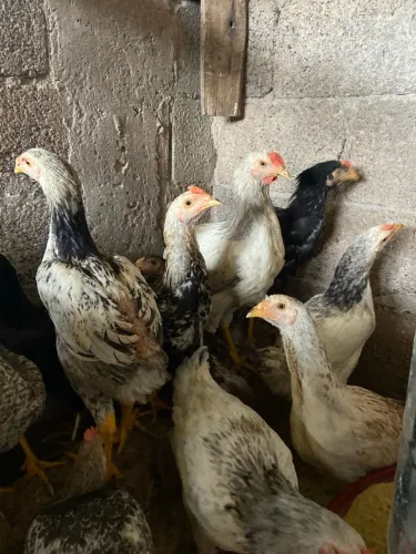 Frango e frangas caipira 