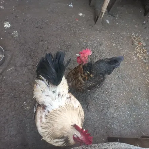 Vende se um casal de frango