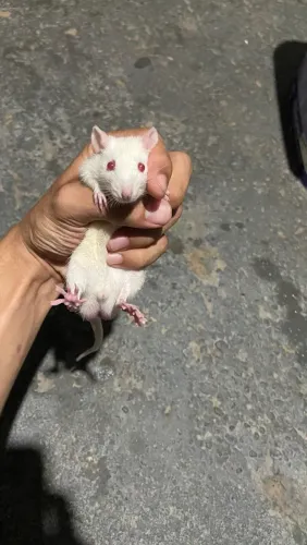 Ratos Twister
