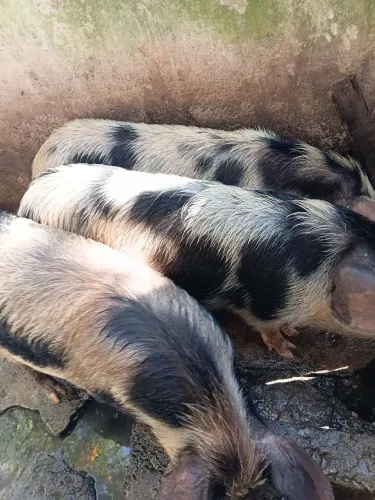Porcos