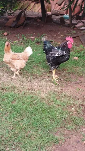 Galinha e Galo raça balão, incluso 10 ovos para chocar