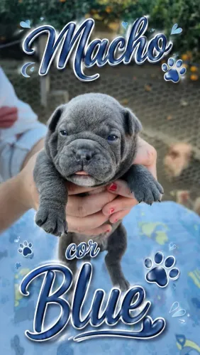 FILHOTE DE AMERICAN BULLY COM PEDIGREE
