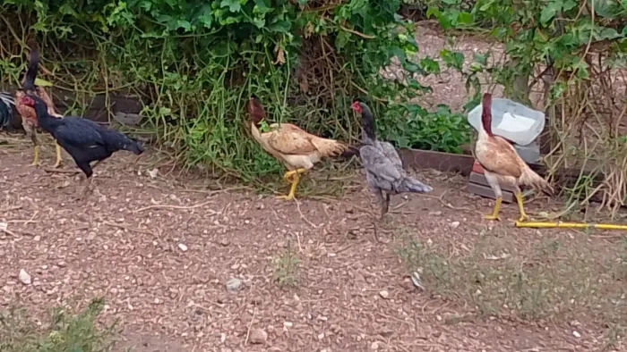 Vendo 8 frango macho índio puro 