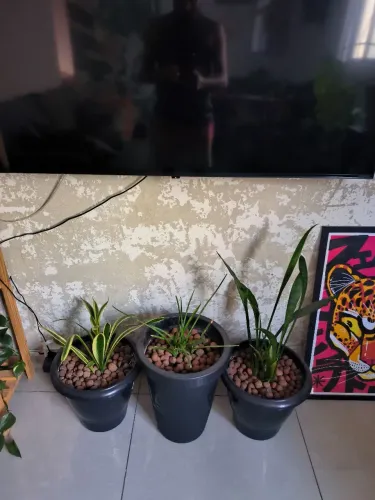Plantas - Espada de São Jorge + Espada de Santa Bárbara e Lança de São Jorge