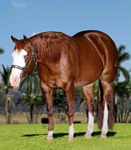 Gunna Scoot - Cavalo Quarto de Milha