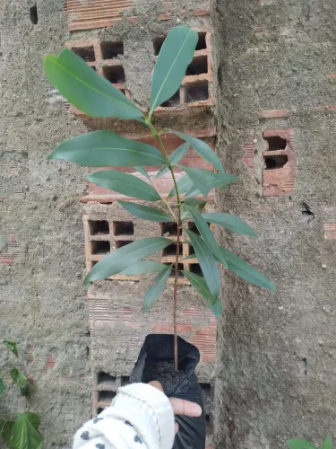 brinco de viúva