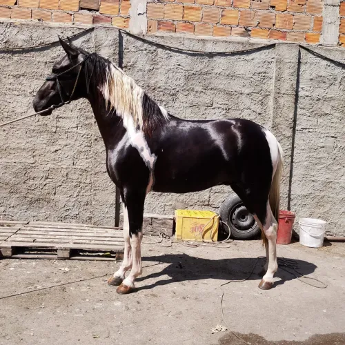 Potro pampa