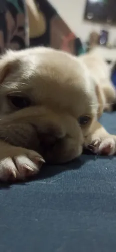 Filhote de pug branco ou preto